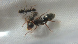 Camponotus sp Guyane, 