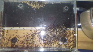Nid vu de dessus, [Blog] Messor barbarus d'Ant51