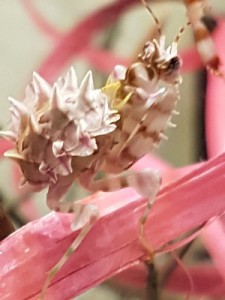 Mante blanche et brune, 