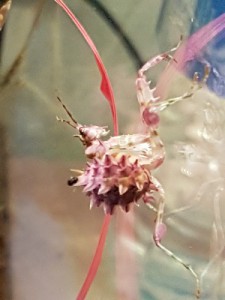 Mante rose et blanche, 