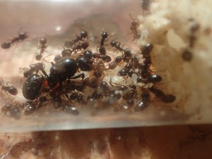 M. wasmanni, [Blog] Messor wasmanni (Krausse, 1910)