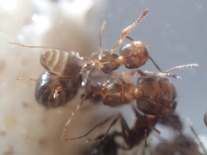 M. wasmanni, [Blog] Messor wasmanni (Krausse, 1910)