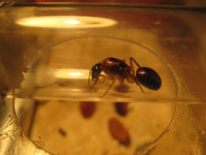 C.nigriceps, [Blog] Camponotus consobrinus et nigriceps