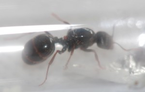Gyne essaimage début Mars, [Messor structor] Gyne aveyronnaise. Messor ? Parasitée ?