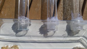 Module de fondation, Mon module d’élevage + questions avant de me lancer