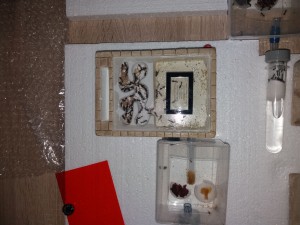 Vue d'ensemble nid et ADC Camponotus barbaricus, **Fin**[Blog] Camponotus barbaricus d'Harpeg