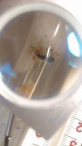 Moisissures naissante en tube de  Lasius flavus, 17690536_1305461162872671_1623116480_n.jpg