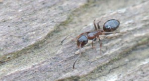 Colobopsis truncatus de dessus, Colobopsis truncatus. Une fourmi discrète ?
