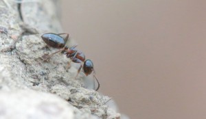 Colobopsis truncatus de côté, Colobopsis truncatus. Une fourmi discrète ?