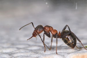 Nettoyage des antennes lors de l'exploration: un rituel commun à beaucoup d'espèces !, [Blog] Les Formica pratensis d'Heydax