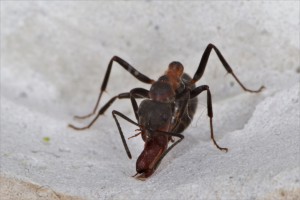 Découverte d'un petit charançon dans les galeries, [Blog] Les Formica pratensis d'Heydax