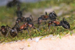 Le coin le plus ensoleillé de la cité est très fréquenté !, [Blog] Les Formica pratensis d'Heydax