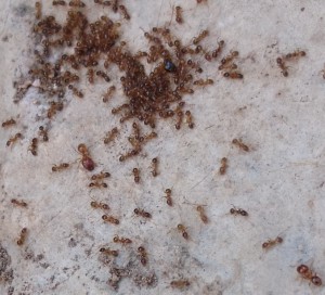 photo33, [Lasius emarginatus, Pheidole pallidula, Aphaenogaster subterranea]  Identification de fourmis