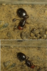 Popelku - Crematogaster scutellaris 1, Popelku