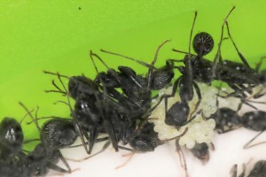 Présence d'une belle grappe d’œufs chez les A. senilis !, Mes colonies et expérimentations