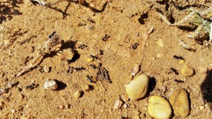 Des Messor noires de taille moyenne, Fourmis rencontrées en Algarve (extrême sud du Portugal)