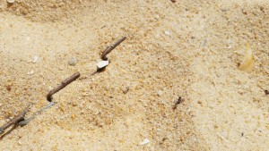 Une Cataglyphis &quot;survolant&quot; le sable de la plage, Fourmis rencontrées en Algarve (extrême sud du Portugal)