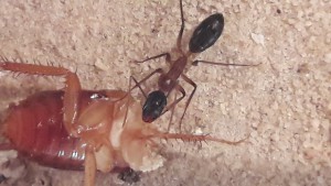 Camponotus consobrinus, [Blog] Camponotus consobrinus et nigriceps