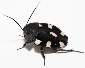 Therea bernhardti adulte, Elevage de Therea olegrandjeani