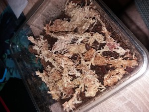 Therea olegrandjeani dans de la sphaigne du Chili, Elevage de Therea olegrandjeani