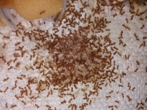 Zoom sur le contenu du tube d'eau sucrée, [Blog] Lasius flavus d'Harpeg