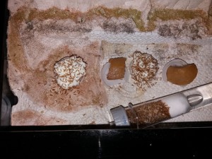 Blanc d’œuf dur chez les Lasius flavus, [Blog] Lasius flavus d'Harpeg