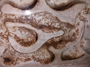 Lasius flavus dans leurs galeries, [Blog] Lasius flavus d'Harpeg