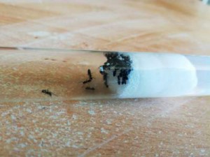 Ouvrières 2, [Tapinoma sp.] Identification de fourmis noires
