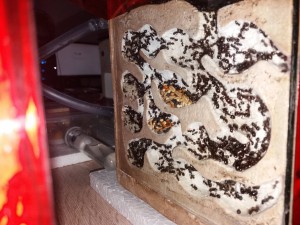 Grenier nid secondaire, [Blog] Messor barbarus d'Harpeg