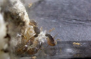 Solenopsis cf. fugax 23/04/2017, **Fin** [Blog] Solenopsis sp. (Cf. fugax) polygyne