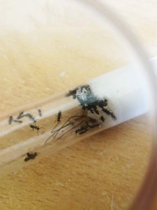 Ouvrières, [Tapinoma sp.] Identification de fourmis noires