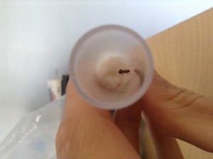 Rouge et noir, ressemble à pheidole megacephala mesure environ 1cm numéro 1, Nombreuses reines du Nicaragua