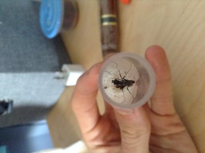 Noir avec de grosses mandibules. Mesure plus de 1 cm. numéro 4, Nombreuses reines du Nicaragua