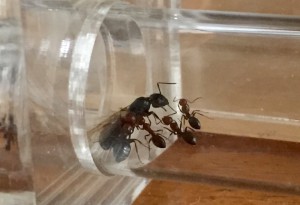 Camponotus lateralis, Présentation de mes fondations et colonies