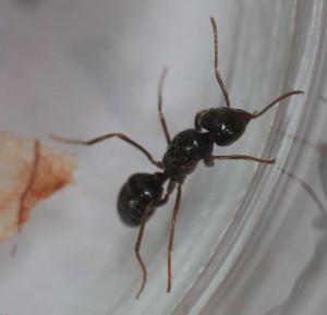 Vue du dessus, [Lasius fuliginosus] Un sérieux doute, fourmi noire Aveyron