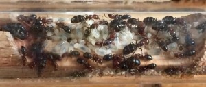 Couvain Camponotus lateralis, Présentation de mes fondations et colonies