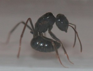Vue de profil, [Lasius fuliginosus] Un sérieux doute, fourmi noire Aveyron