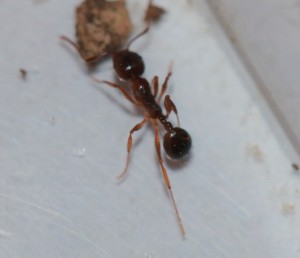Ouvrière inconnue, [Aphaenogaster subterranea] Petite fourmi en Aveyron