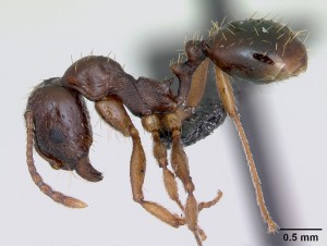 Aphaenogaster subterranea, [Aphaenogaster subterranea] Petite fourmi en Aveyron