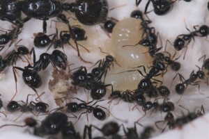 Big larves et pain de fourmis, made in capitatus, [Blog] Les Messor capitatus d'Heydax