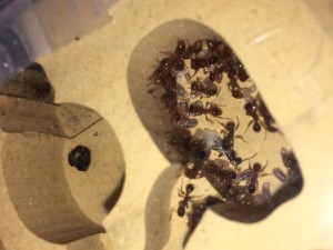 Sexué 2 - Photo 2, [Myrmica Rubra] Naissance de sexués ?