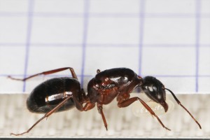 Gyne Camponotus espagnole n°2 - vue de profil, [Camponotus sylvaticus] Autre demande d'identification pour une gyne Camponotus espagnole