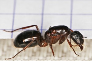 Gyne Camponotus espagnole n°2 - vue de profil, [Camponotus sylvaticus] Autre demande d'identification pour une gyne Camponotus espagnole