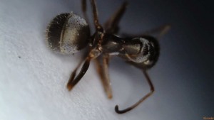 Corps d'une ouvrière suisse, [Serviformica selysi] Identification ouvrière suisse brune/grise