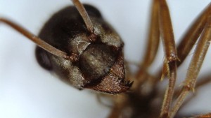 Mandibules + dents, ouvrière suisse, [Serviformica selysi] Identification ouvrière suisse brune/grise