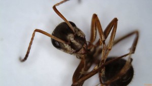 Tête, ouvrière suisse, [Serviformica selysi] Identification ouvrière suisse brune/grise