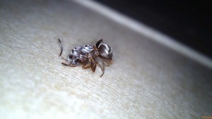 Profil d'une ouvrière suisse, [Serviformica selysi] Identification ouvrière suisse brune/grise