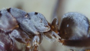 Thorax de profil, [Serviformica selysi] Identification ouvrière suisse brune/grise