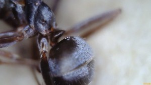 Thorax vue d'en haut, [Serviformica selysi] Identification ouvrière suisse brune/grise