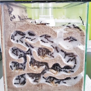 Fourmilière des C. cruentatus - face gauche, Mes colonies et expérimentations